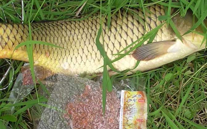 夏季涨水后钓鱼