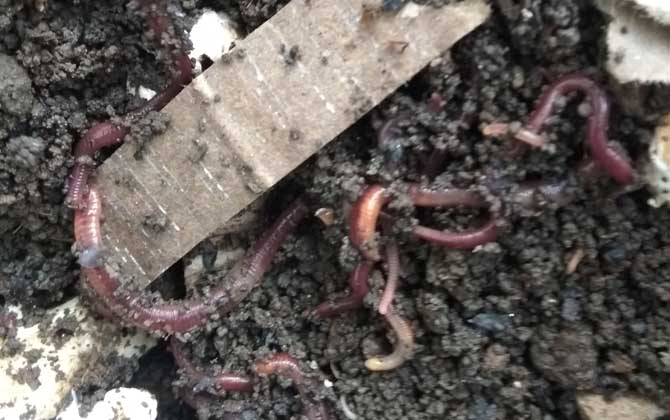 蚯蚓