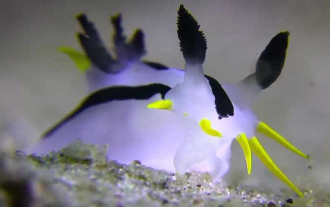 海蛞蝓